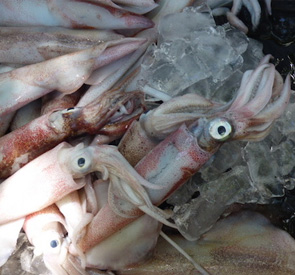 Squid Fish Supplier & Exporter in Sri Lanka Reef Fish